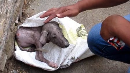 Un chiot «hurlait» alors que ses sauveteurs le sortaient du sac dans lequel ils l’ont trouvé – 6 semaines plus tard, il est méconnaissable