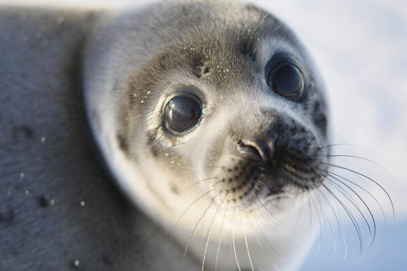 Canada : invasion d'une quarantaine de phoques dans le village de Roddickton-Bide Arm situé sur l'île de Terre-Neuve.  (Photo : Joe Raedle/Getty Images)