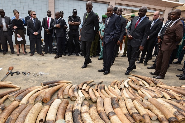 -Le ministre des eaux et forêts de Côte d'Ivoire a examiné l'ivoire d'éléphant saisi au siège de l'Unité contre la criminalité transnationale organisée à Abidjan le 25 janvier 2018. Une tonne d'ivoire et Des tonnes d'écailles de pangolin ont été saisies en Côte d'Ivoire. Photo SIA KAMBOU / AFP / Getty Images.