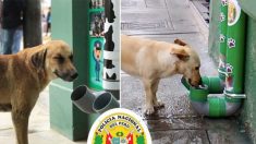 La police installe des «stations d’eau et de biscuits» pour les animaux abandonnés et affamés au Pérou