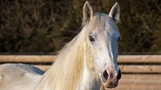 Pyrénées-Atlantiques : une jument retrouvée morte avec une oreille coupée