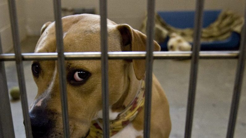 American Stafford Terrier au Sacramento SPCA à Sacremento, Californie, le 1er février 2008 (David Paul Morris/Getty Images)