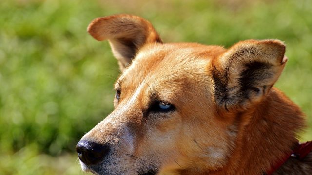 Chien brun avec des oreilles qui se redressent. (Max Pixel)