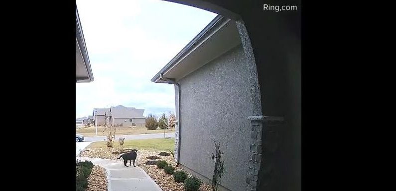 Une caméra à la porte a capturé un cerf sautant par-dessus un chien. (Ring)