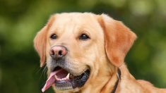 Un labrador atteint par une balle de chasseur alors qu’il était dans la cour de ses maîtres