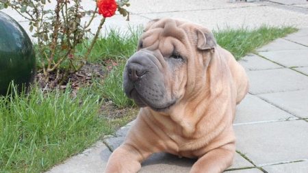 Attaché à un arbre, un chien meurt dans une forêt