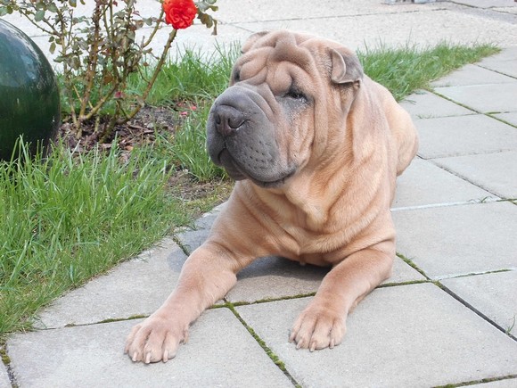 Attaché à un arbre, un shar-peï âgé d'un an, meurt dans une forêt dans le Tarn-et-Garonne. (Photo d'illustration Pixabay)