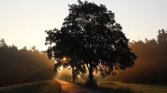 Qu’est-ce qui fait qu’un arbre est un arbre ?