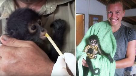 Un petit singe-araignée retrouvé enchaîné chez des braconniers qui ont abattu sa mère