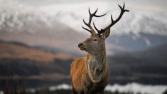 Un garçon de 13 ans abat un cerf gigantesque de 27 pointes au Tennessee