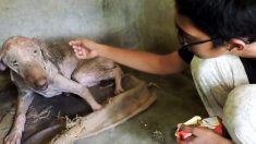 Un chien qui tressaillait de douleur à un simple toucher adore se faire câliner après sa convalescence