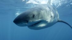 Il y a un grand requin blanc préservé à l’intérieur d’un parc animalier abandonné