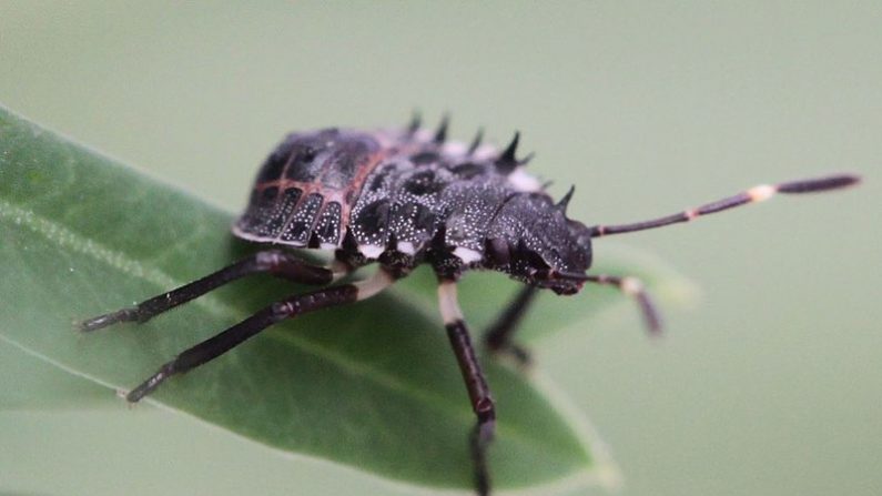 La punaise asiatique, ou Halyomorpha halys - Crédit : Slimguy/Wikipedia