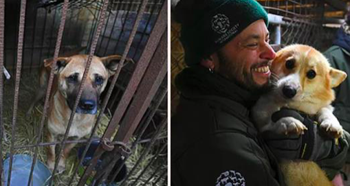 Des sauveteurs de la Humane Society International (HSI) font une descente dans une ferme pour chiots à Hongseong, en Corée du Sud. (Jung Yeon-je/Getty Images)
