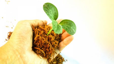 Mayenne : un agriculteur plante 1000 arbres sur sa parcelle de 32 hectares