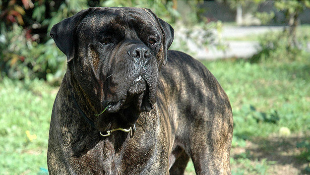 Le chien qui a été poignardé au museau est un bullmastiff. Il va s'en remettre complétement - Image d'illustration - Crédit : Eran Finkle/Flickr