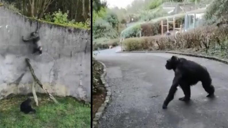 Quatre chimpanzés se sont échappés de leur enclos et se sont promenés librement dans le zoo de Belfast, en Irlande du Nord, le 9 février 2019. (Doyen McFaul via Storyful)