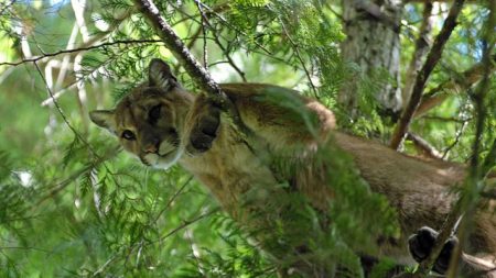 Tuer un puma: la « lutte totale pour la survie » d’un habitant du Colorado