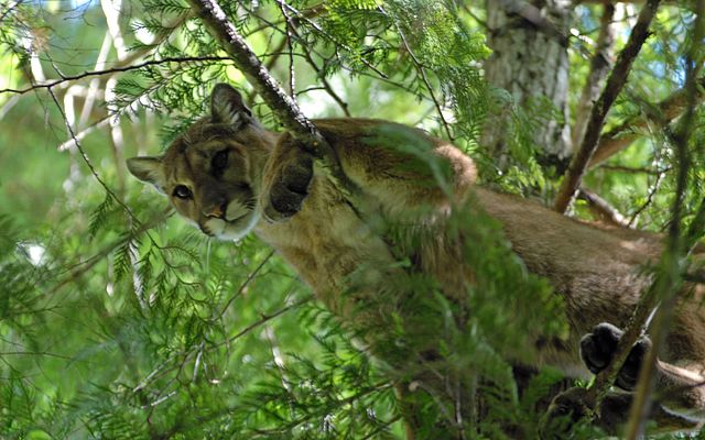 -Lutter pour sa survie, un combat avec un puma qui a duré une dizaine de minutes Wikipédia Photo de Wayne Thornton