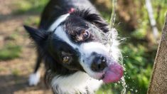 Un homme âgé transporte joyeusement de l’eau dans ses mains en coupe pour étancher la soif d’un chien errant