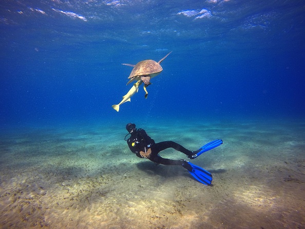 Cette photo montre une tortue géante suivie par des requins pèlerins passant au-dessus d'un plongeur du côté plongeur d'Abou Dabbab, au large des côtes de Marsa Alam dans la mer Rouge. Photo de ANDREA BERNARDI / AFP / Getty Images.