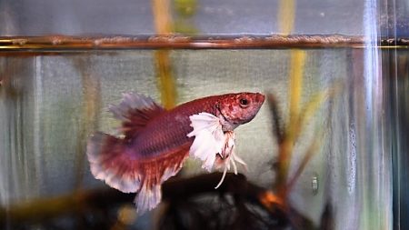 Le poisson combattant du Siam érigé en symbole de la Thaïlande