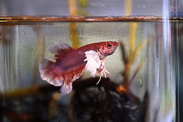 -Un poisson combattant siamois nage dans un aquarium à la Siamese Fighting Fish Gallery à Bangkok le 23 décembre 2018. Photo de Lillian SUWANRUMPHA / AFP / Getty Images.