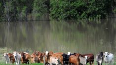 Eleveurs australiens: après le drame de la sécheresse, celui des inondations