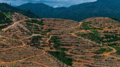 L’appétit chinois pour le durian menace les forêts de Malaisie