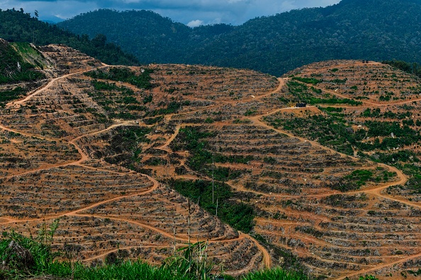 -Cette photo prise le 19 décembre 2018 montre une plantation de durian à Raub, à la périphérie de Kuala Lumpur. La forte demande de durians en Chine est imputée à une nouvelle vague de déforestation en Malaisie. Photo de Mohd RASFAN / AFP/Getty Images.