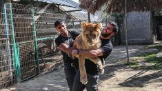 A Gaza, jouer avec une lionne, sans les griffes