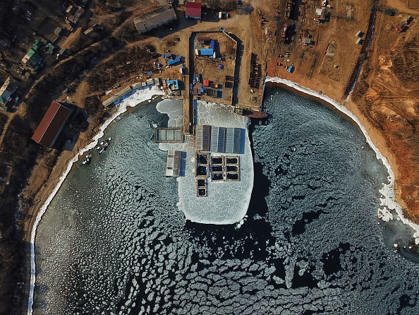 -Dans cette vue aérienne prise le 22 janvier 2019, des mammifères marins capturés sont observés dans des enclos situés dans un centre de rétention dans la baie de Srednyaya, dans la ville de Nakhodka, dans l'extrême est de l'Est. Des dizaines d'orques et de bélugas capturés pour être vendus à des océanariums ont mis en lumière le commerce peu éclairé de la Russie, mais les efforts déployés pour les libérer sont bloqués par les luttes intestines du gouvernement. Photo de Sergei PETROV / AFP / Getty Images.