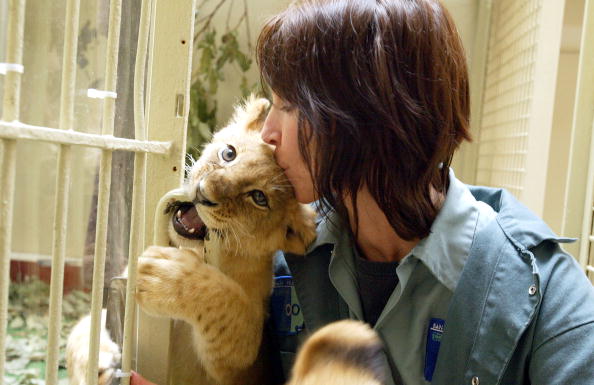 -Illustration-La gardienne des animaux, Lori Komejan, embrasse une lionne de 11 semaines sans nom au zoo de San Francisco. La mère de l'ourson, Kita, est morte deux jours après avoir donné naissance à elle et à son frère. Photo par Justin Sullivan / Getty Images.