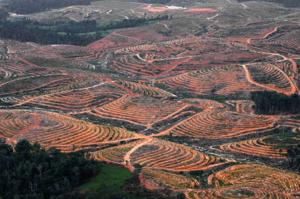 -Cette photo prise le 24 février 2014 lors d'une mission d'enquête aérienne menée par Greenpeace sur l'île de Bornéo, en Indonésie, montre des arbres défrichés dans une forêt située dans la concession de Karya Makmur Abadi, en cours de développement pour une huile de palme. Le 26 février, le groupe environnemental Greenpeace a accusé le géant américain des biens de consommation, Procter & Gamble, d'être responsable de la destruction des forêts tropicales indonésiennes et de l'habitat des orangs outans et des tigres en voie de disparition. Photo BAY ISMOYO / AFP / Getty Images.