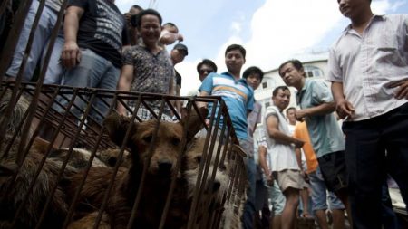 «L’événement canin le plus important du monde» se tiendra en Chine juste avant le festival annuel de la viande de chien