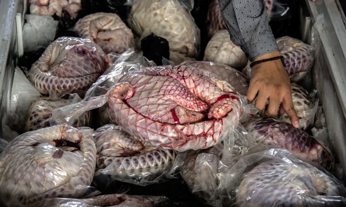 La police indonésienne expose 657 pangolins morts et congelés à Surabaya, Java Est, le 25 août 2016. (Juni Kriswanto/AFP/Getty Images)