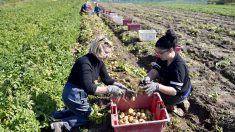 Bombe de terre: une grenade de la Grande Guerre dans des patates françaises