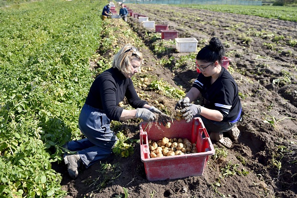 -Les ouvriers récoltent des pommes de terre 'bonnotte' dans un champ sur l'île de Noirmoutier, au large de la Bretagne, le 3 mai 2017. C'est rare, éphémère et prisé des grands chefs Pour son goût unique : la bonnotte de Noirmoutier, une pomme de terre récoltée à la main, est devenue le prestige de la petite île depuis son retour en force sur la table du dîner, il y a plus de 20 ans. Photo LOIC VENANCE / AFP / Getty Images.