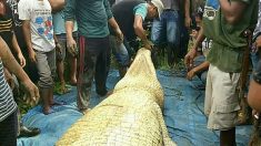 Un crocodile tue un homme sous les yeux de son neveu en Malaisie