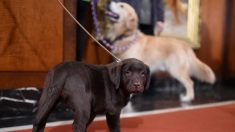 De fidèles labrador retrievers sauvent la vie de leur propriétaire victime d’un accident vasculaire cérébral