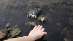 Une moule géante envahit nos cours d’eau – encore une invasion qui vient de Chine