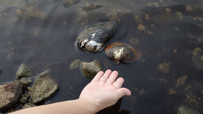 L'anodonde chinoise (Sinanodonta woodiana) est une moule géante dont la taille peut atteindre 30 cm - Crédit : Hirase/Wikimedia