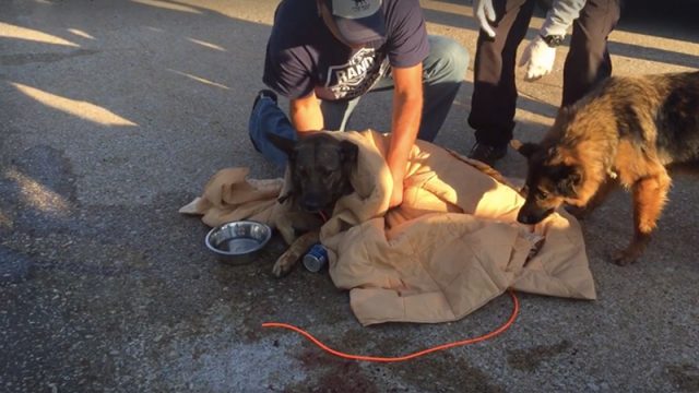 (Facebook | Refuge pour animaux Stray Rescue of St. Louis)
