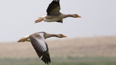 La prolongation de la chasse aux oies sauvages rejetée par le Conseil d’État