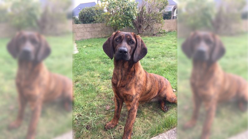 Onnie a été retrouvée en bonne santé  (Sapeurs-Pompiers du Morbihan - SDIS 56)