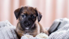 Une femme sauve des chiots jetés d’un camion de déménagement et aide à leur trouver des foyers permanents