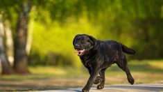 Un chien part se promener – lorsqu’il revient chez lui, il ramène deux nouveaux amis