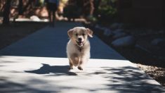 Une femme court un marathon en transportant un chiot qu’elle a trouvé en chemin