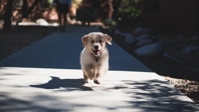 Un chiot (Andrew Schultz/Unsplash)