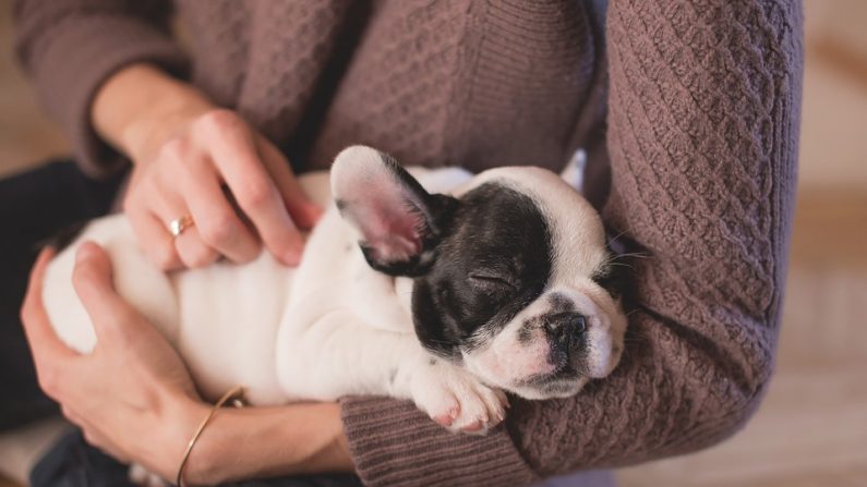 Une dizaine de chiens ont été sauvé par la SPA dans le département de  l'Aude. (Photo d'illustration : Pixabay)